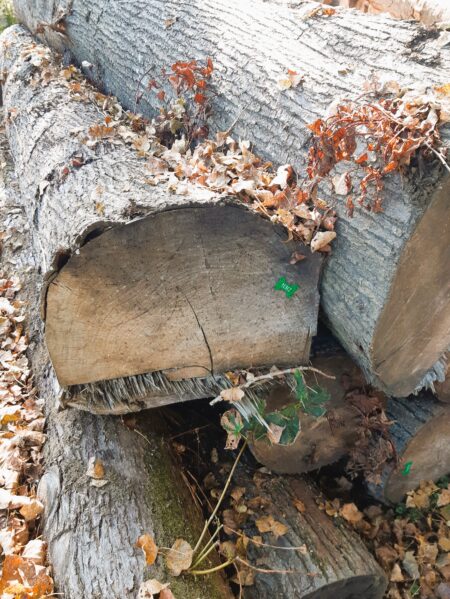 Holzdachziegel  ( Dekodachziegel ) aus Winterlindenholz – Bild 2